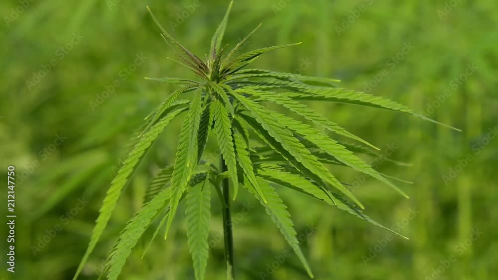 Cannabis hemp on the field. Close up.
Cannabis hemp on the field. Close up.