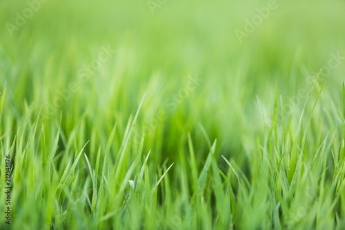 Grass.