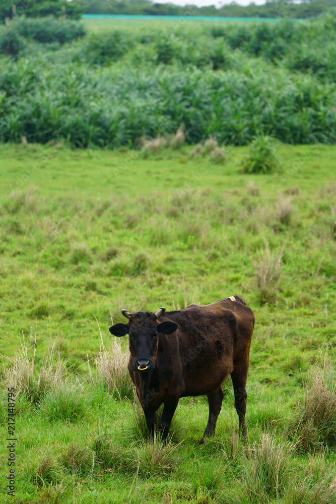Fototapeta premium 西表島の和牛