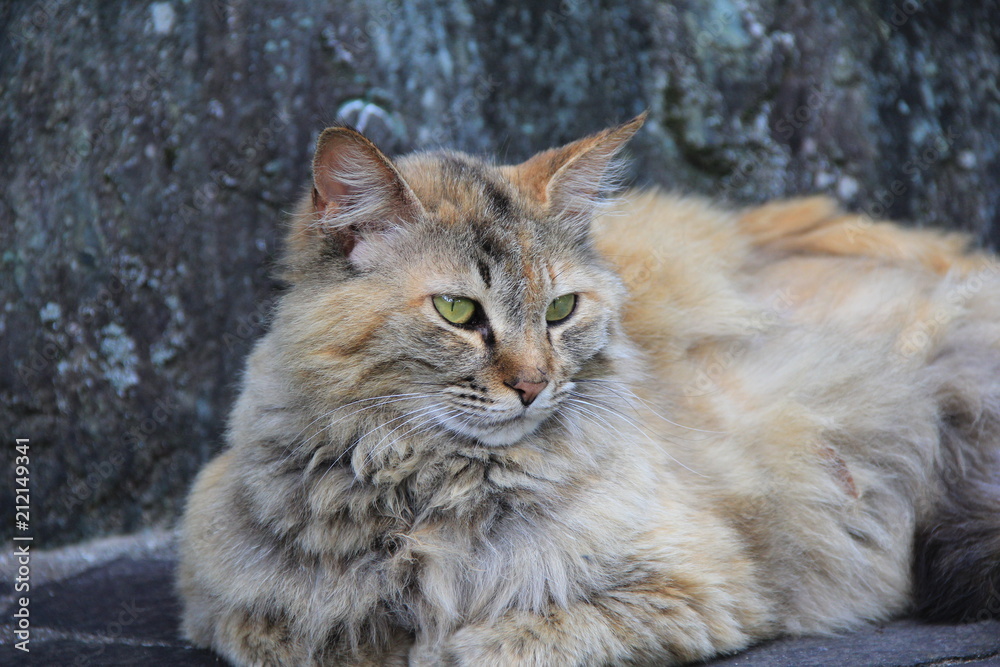 Fototapeta premium 毛足の長い野良猫(愛媛県)