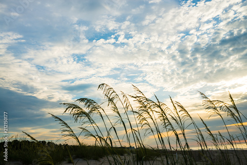 Sunrise photo of sea oats at the beach on Hilton Head Island SC.