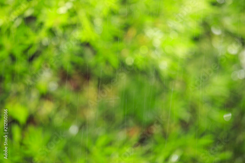 自然の緑ぼかし背景と大雨