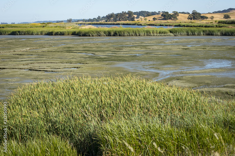 Fototapeta premium Wetlands bird refuge area