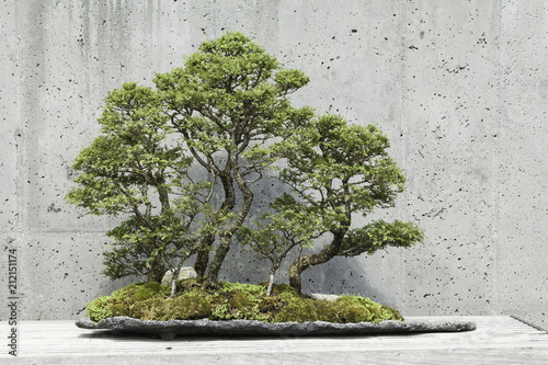 Chinese elm (seiju) bonsai trees against a concrete wall. photo