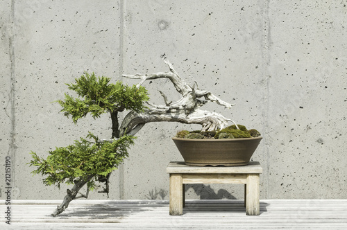 Atlantic white cedar bonsai tree against a concrete wall.