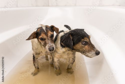Jack Russell Terrier - two dirty small cute dogs sitting in the bathtub  © Karoline Thalhofer