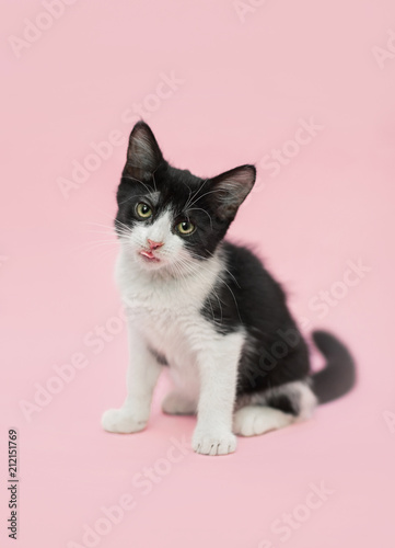 black and white baby cat l sitting on a pink background sticking out his tongue © malamooshi