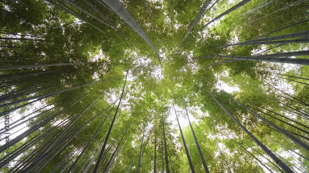 Bamboo Forest in Japan - a wonderful place for recreation - TOKYO / JAPAN - JUNE 17, 2018 Bamboo Forest in Japan - a wonderful place for recreation - TOKYO / JAPAN - JUNE 17, 2018