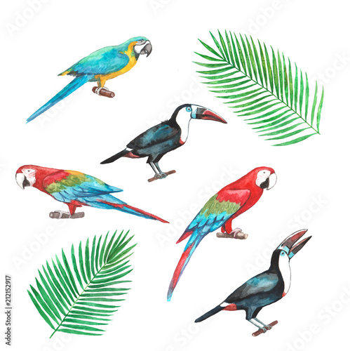 Set of tropical birds and palm leaves (macaws and toukans)