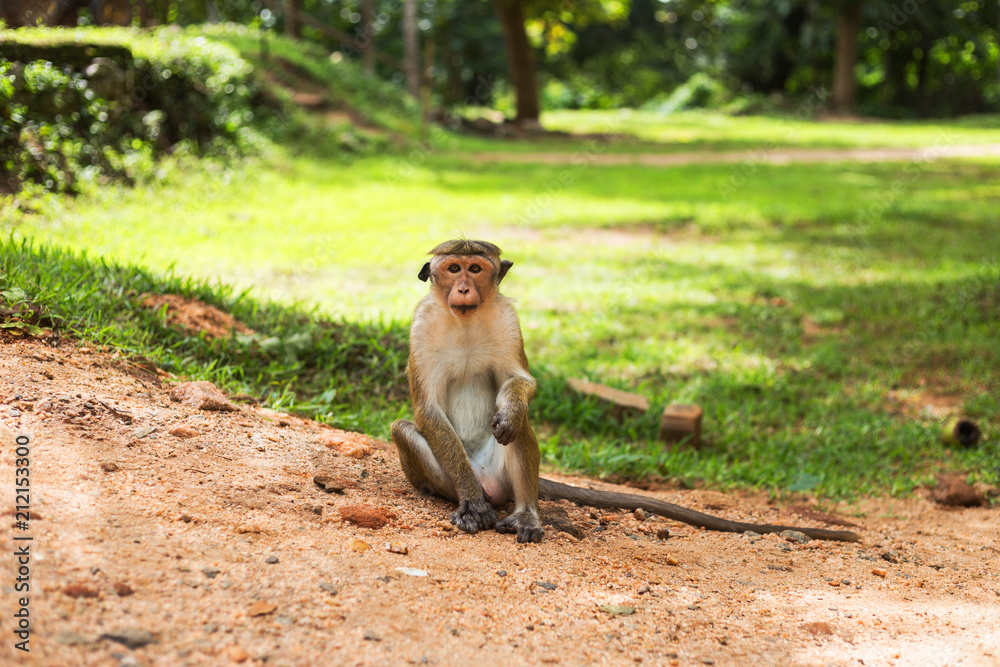 Toque macaque monkey from Sri Lanka sitting outdoor.