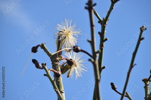 Planta em Árvore Jardim Botânico de Curitiba