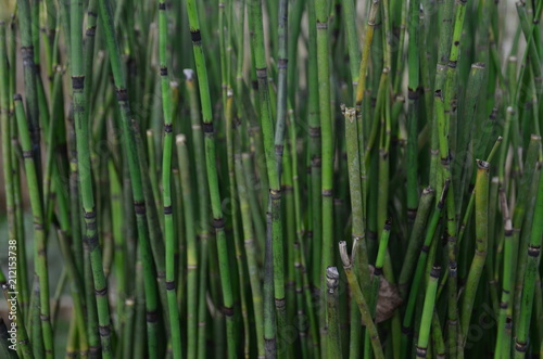 Bambu no Jardim Botânico de Curitiba