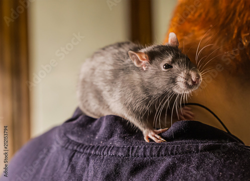 young furry gray rat pet walks learns communicate with people sits on the back cunning looks at the camera at the viewer