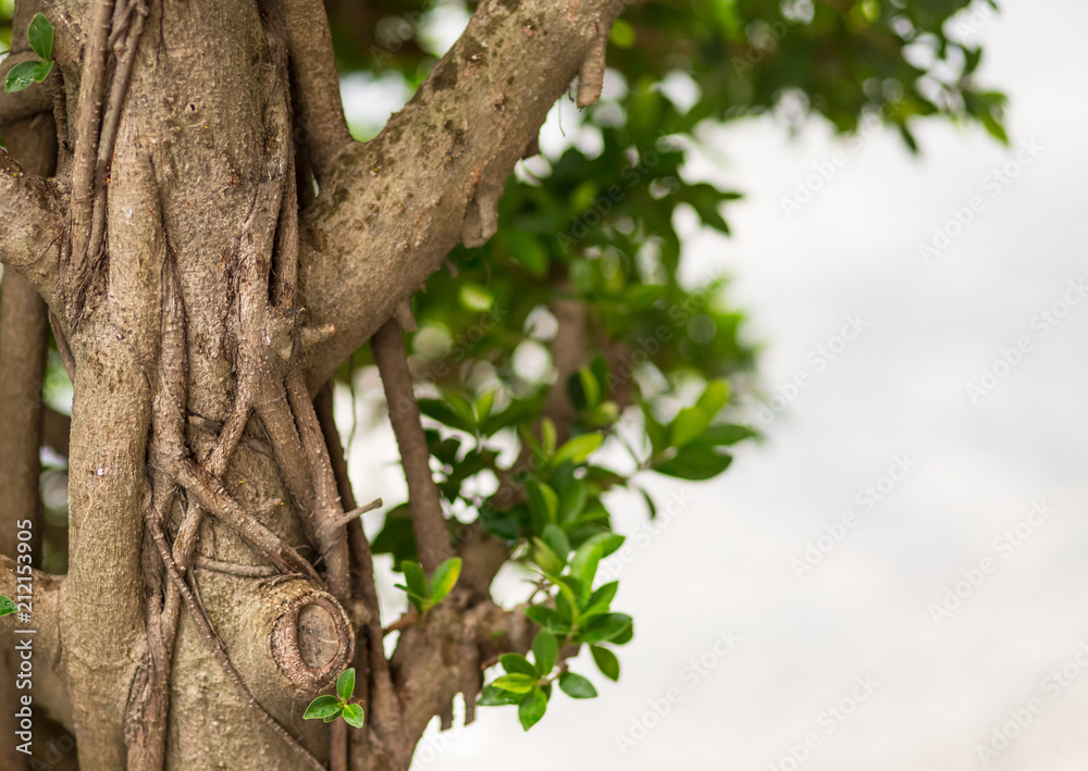 high brown tree thick branch of liana long intertwined close-up on a background of blurry foliage copy space tropical design postcard high brown tree thick branch of liana long intertwined close-up on a background of blurry foliage copy space tropical design postcard