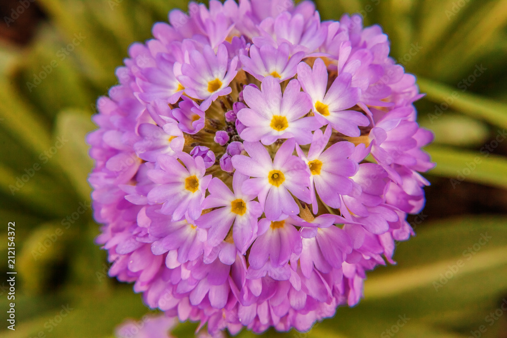 Obraz premium Primrose Primula with violet flowers. Inspirational natural floral spring or summer blooming garden or park under soft sunlight and blurred bokeh background. Colorful blooming ecology nature landscape
