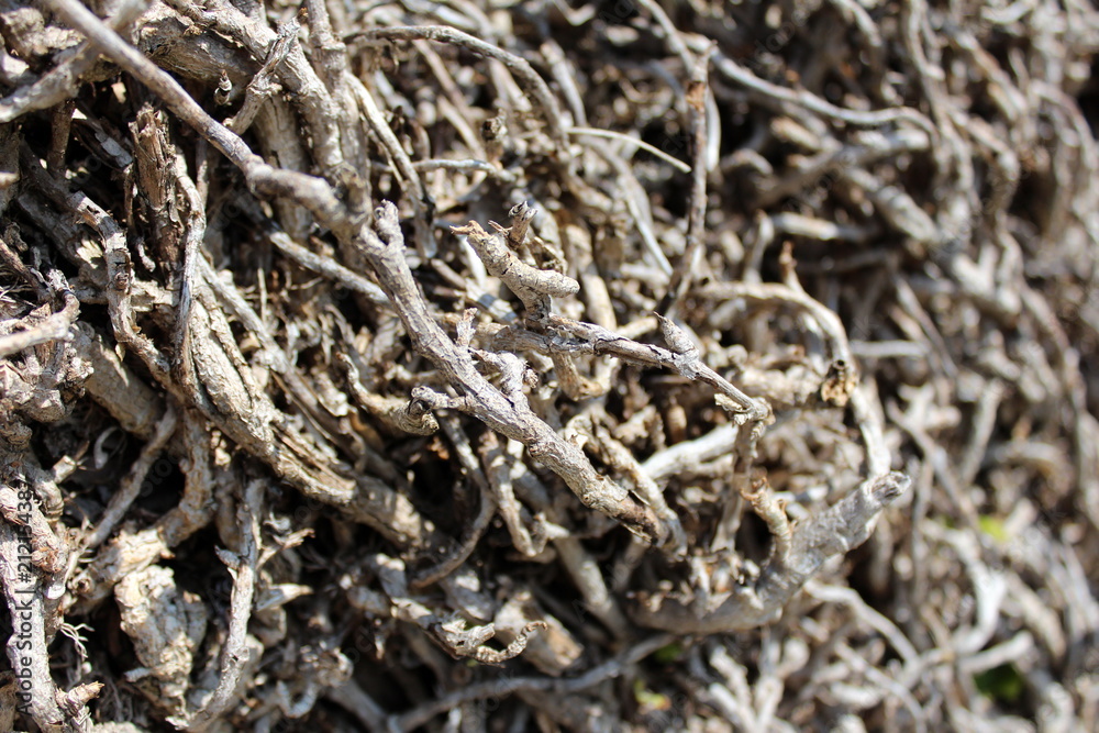 Closeup of dry tangled dead tree roots on single pile and sunny day covered with sunlight Closeup of dry tangled dead tree roots on single pile and sunny day covered with sunlight