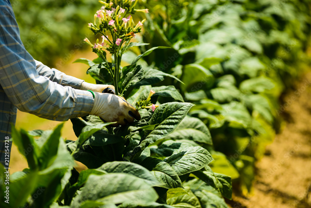 beneficial uses of tobacco Smokeless Tobacco