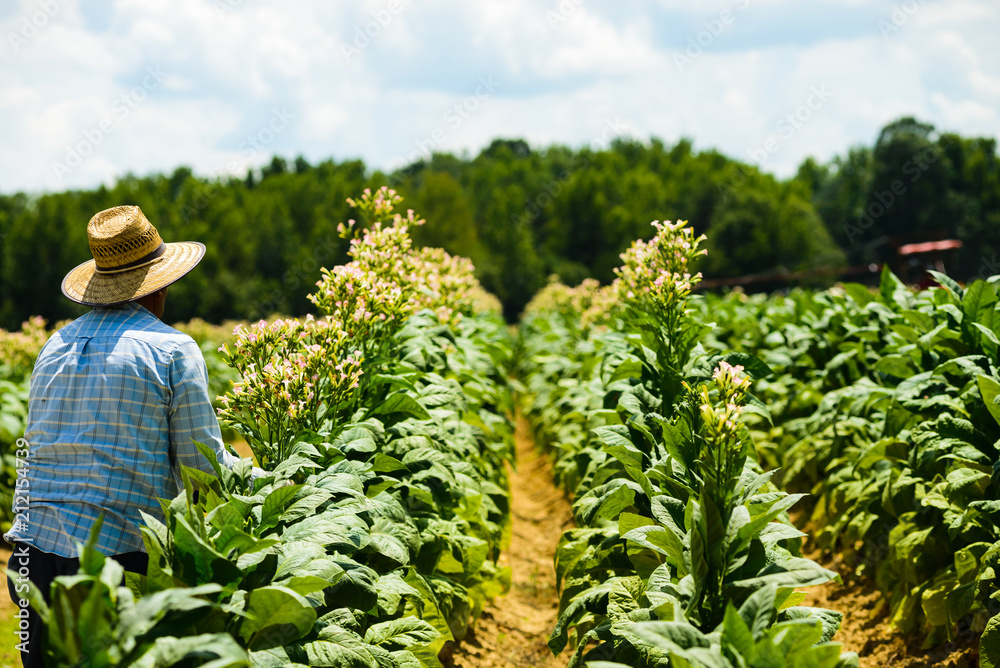 dividend history british american tobacco Is British American Tobacco's dividend sustainable over the long-term?