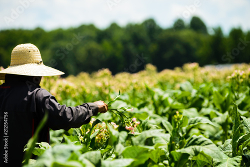 Foto Migrant men tending tobacco crop in Pittsylvani County Virginia.