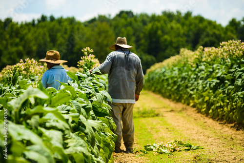 Photos Migrant men tending tobacco crop in Pittsylvani County Virginia.