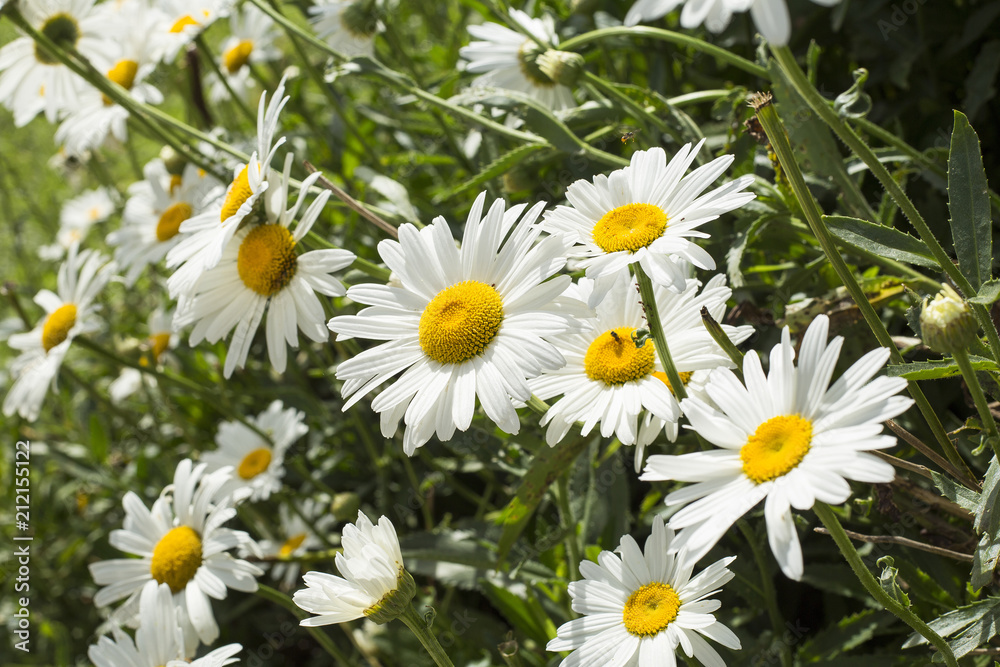Fototapeta premium White flower daisy - Bellis perennis