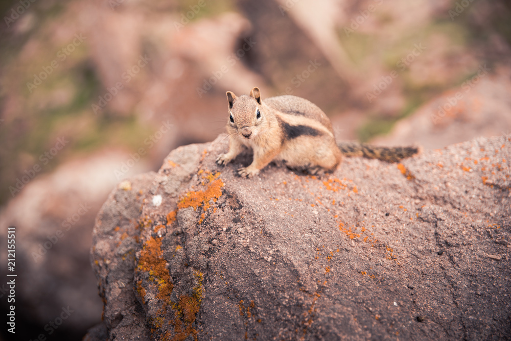 A small, curious chipmunk standing on a rock. A small, curious chipmunk standing on a rock.