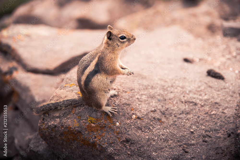Fototapeta premium A small, curious chipmunk standing on a rock.
