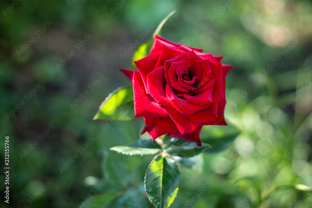 Rose with soft light and blurred background. Garden roses are very attractive and graceful, the color of the rose conveys the mood, and the thorns symbolize strength Rose with soft light and blurred background. Garden roses are very attractive and graceful, the color of the rose conveys the mood, and the thorns symbolize strength