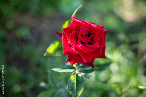 Rose with soft light and blurred background. Garden roses are very attractive and graceful  the color of the rose conveys the mood  and the thorns symbolize strength