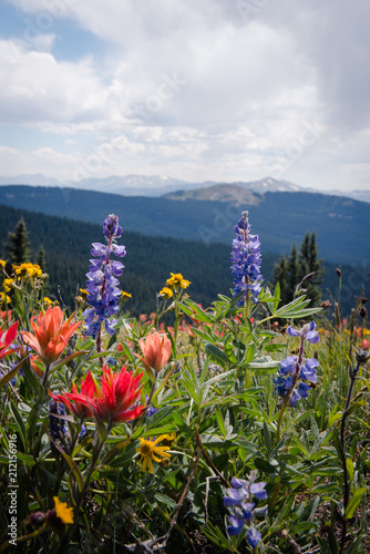 Wildflowers in a field in Colorado. 