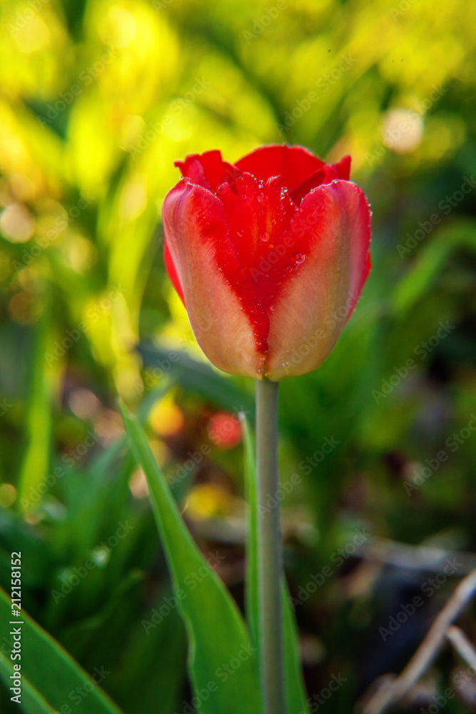 Flower red tulip start to bloom buds. Inspirational natural floral spring or summer blooming garden or park under soft sunlight and blurred bokeh background. Colorful blooming ecology nature landscape Flower red tulip start to bloom buds. Inspirational natural floral spring or summer blooming garden or park under soft sunlight and blurred bokeh background. Colorful blooming ecology nature landscape
