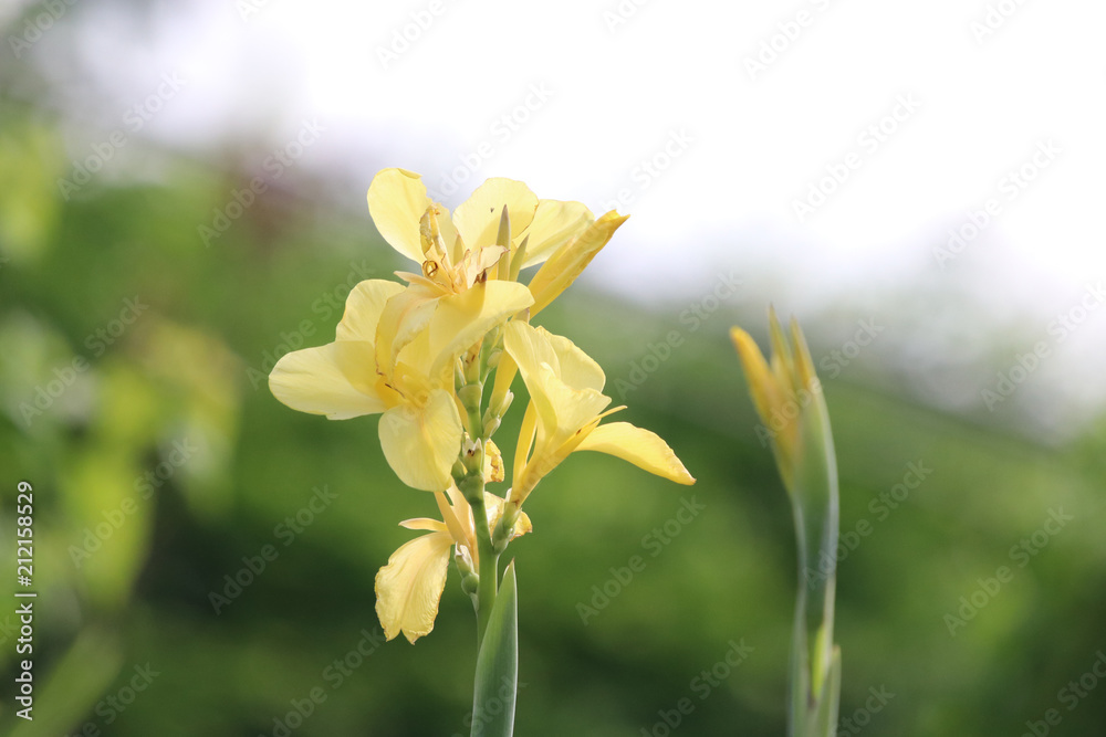 Yellow canna flowers in the natural background bright and beautiful petal with daylight Yellow canna flowers in the natural background bright and beautiful petal with daylight