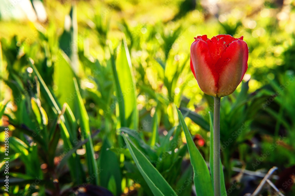 Fototapeta premium Flower red tulip start to bloom buds. Inspirational natural floral spring or summer blooming garden or park under soft sunlight and blurred bokeh background. Colorful blooming ecology nature landscape