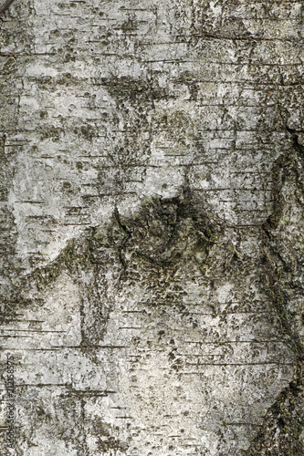 Rinde der Moor-Birke (Betula pubescens) - moor birch photo