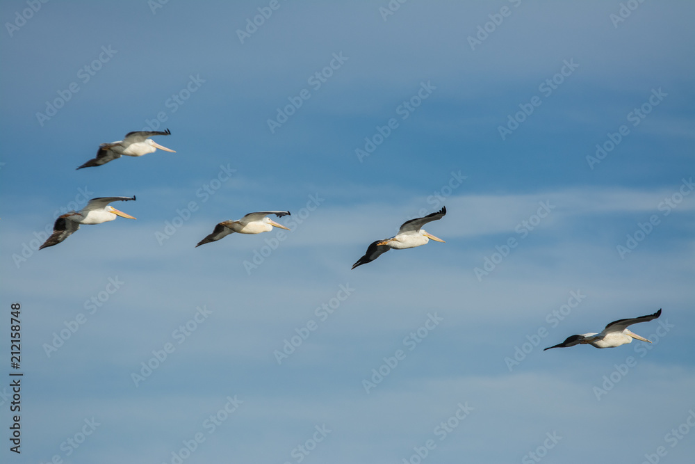 American white pelicans flying in formation . American white pelicans flying in formation .