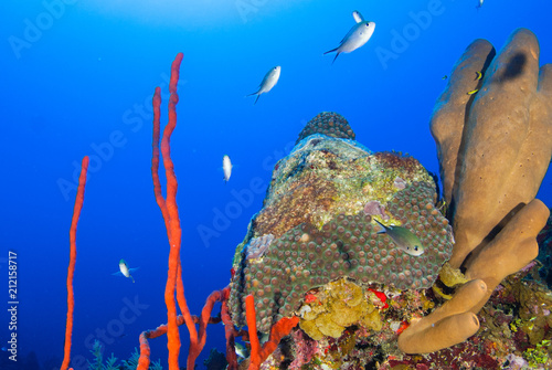 A coral reef in tropical water is a habitat to an abundance of marine life. The colorful underwater structure was shot in the Caribbean sea around Grand Cayman