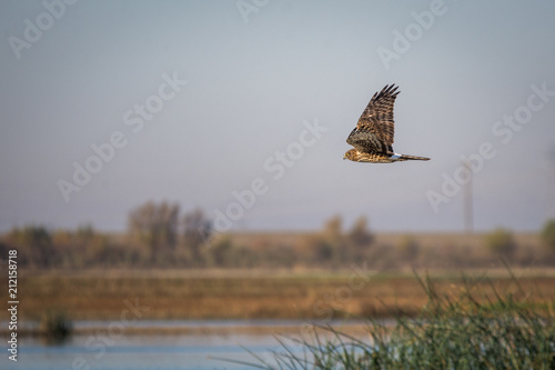 Schilderij op canvas Adult female northern harrier hawk in mid flight .