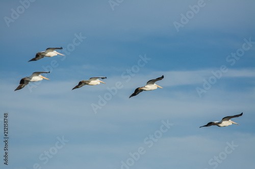American white pelicans flying in formation .