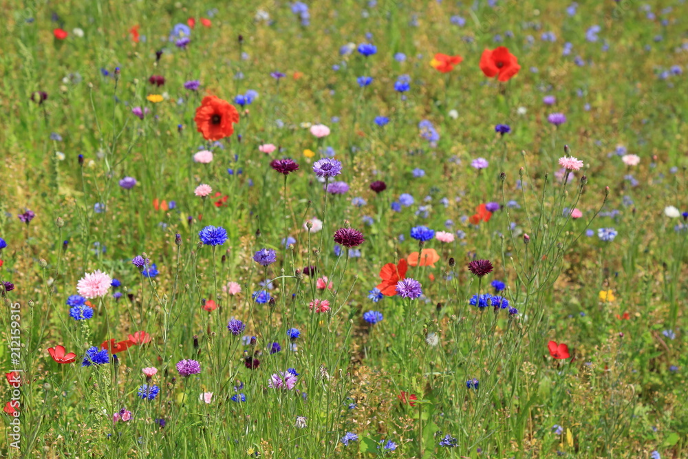 Wildflower meadow in Connaught Gardens in town of Sidmouth in East Devon. Gardens were named after the Duke of Connaught, the third son of Queen Victoria