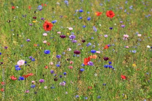 Wildflower meadow in Connaught Gardens in town of Sidmouth in East Devon. Gardens were named after the Duke of Connaught, the third son of Queen Victoria