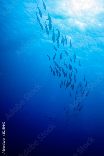 A school of horse eyed jacks shot from below. Light from the sun can be seen in the sky above the water