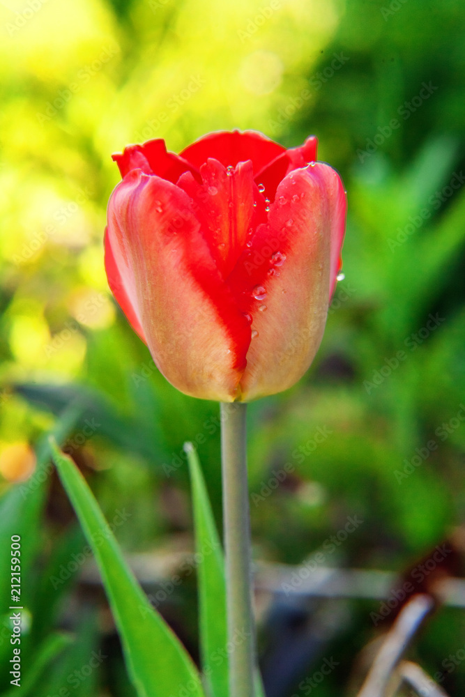 Flower red tulip start to bloom buds. Inspirational natural floral spring or summer blooming garden or park under soft sunlight and blurred bokeh background. Colorful blooming ecology nature landscape Flower red tulip start to bloom buds. Inspirational natural floral spring or summer blooming garden or park under soft sunlight and blurred bokeh background. Colorful blooming ecology nature landscape