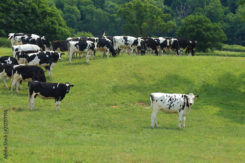 Vászonkép Herd of British Friesian cows graze on a farmland in East Devon