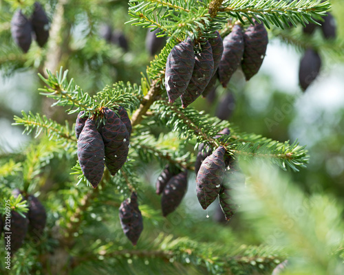 Black spruce, Picea mariana, a North American species of spruce tree in the pine family.