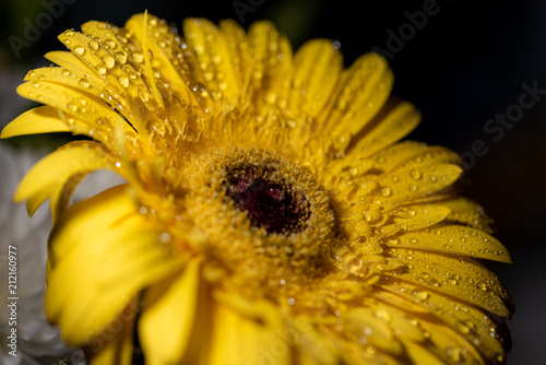 yellow flower