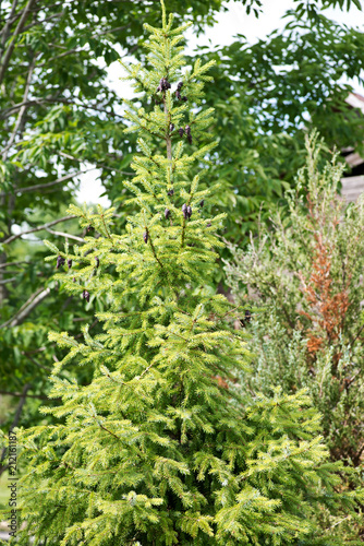 Fototapeta Naklejka Na Ścianę i Meble -  Black spruce, Picea mariana, a North American species of spruce tree in the pine family.