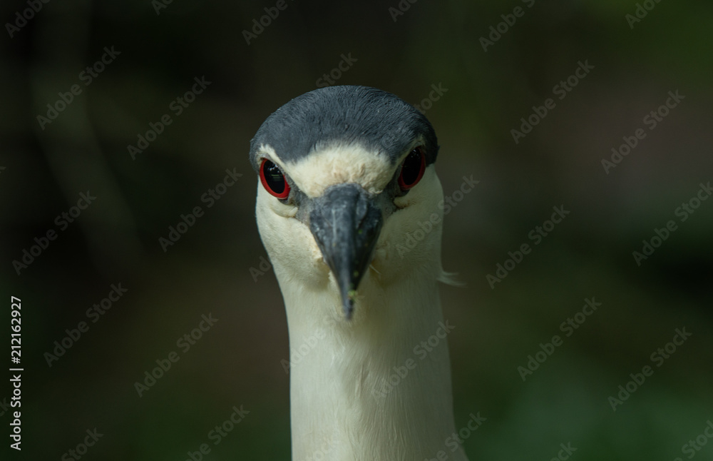 black crowned night heron has spotted you black crowned night heron has spotted you