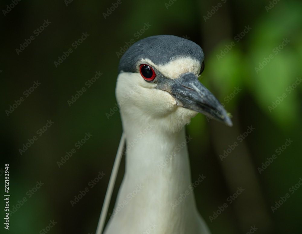 black crowned night heron has spotted something of interest