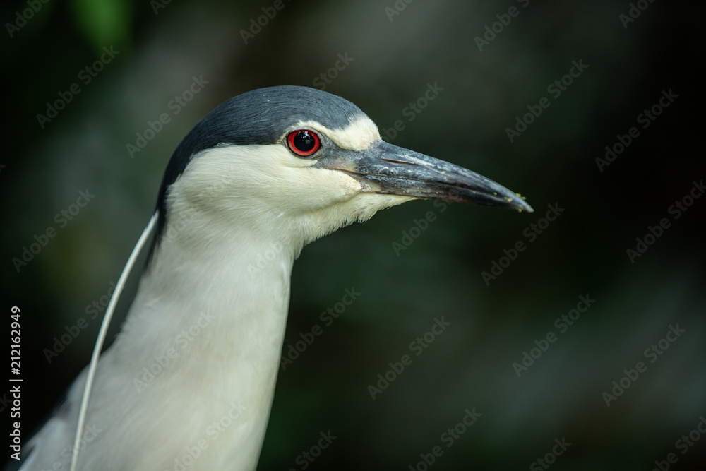 black crowned night heron gets a head shot black crowned night heron gets a head shot