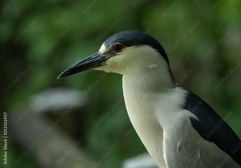 black crowned night heron gives a side profile black crowned night heron gives a side profile